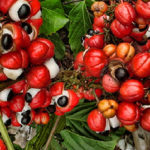 guarana caffeine